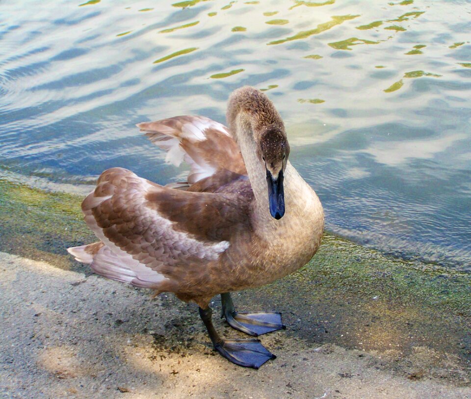 Swan chicks young bird waterfowl