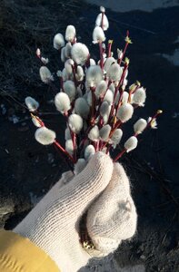 Branch kidney plant photo