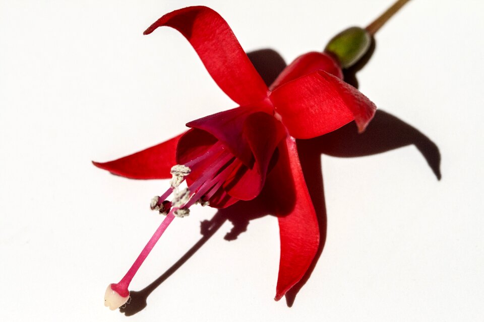 Blossom fuchsia red