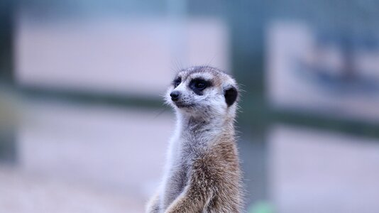 Nature cute mammals
