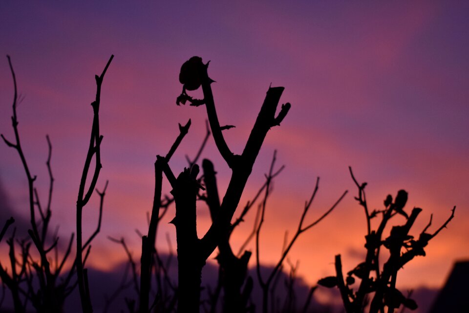 Outdoors flora dusk