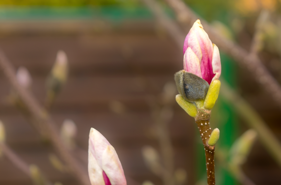 Magnolia nature plant
