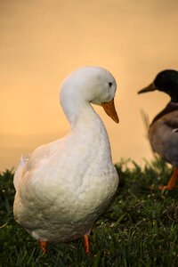 White nature bird