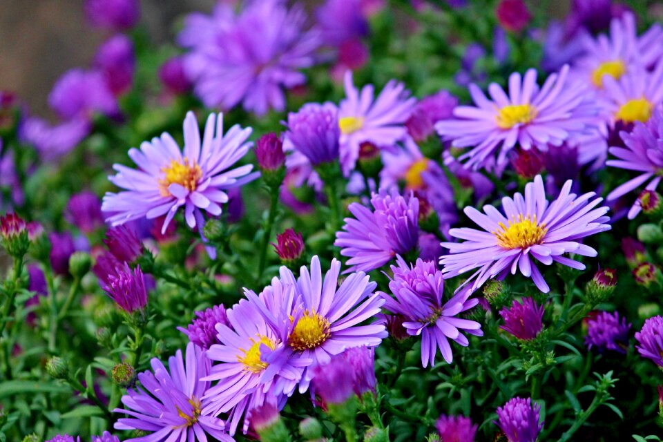 Flowers flower bed garden