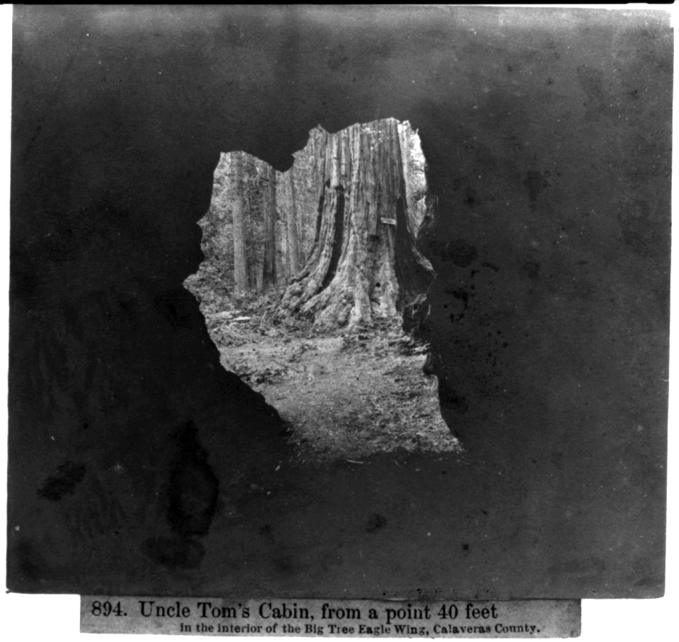 Uncle Tom's Cabin, from a point 40 ft. in the interior of the Big Tree Eagle Wing, Calaveras County LCCN2002723048