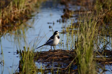 Bird wild birds little bird photo