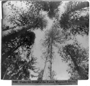 Under the Dome of the Forest, Mammoth Grove; Calaveras County LCCN2002723051