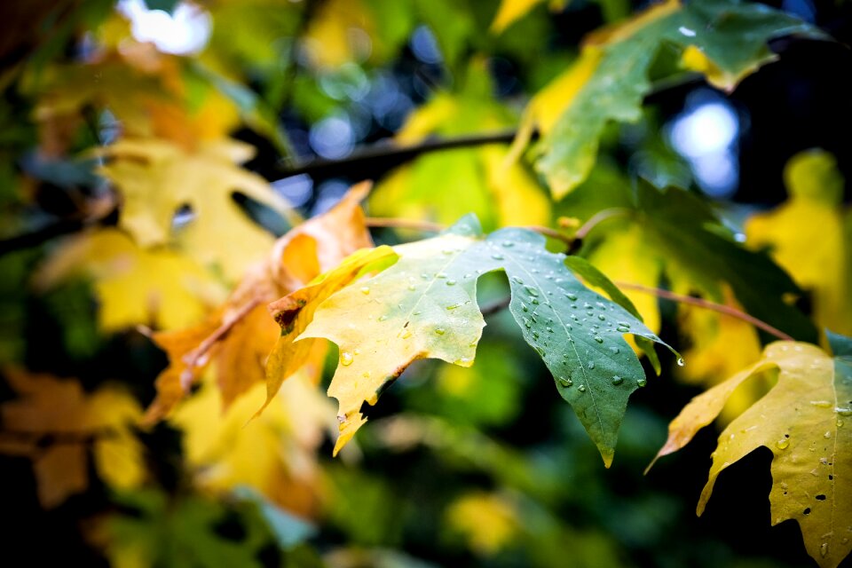 Plant blur wet