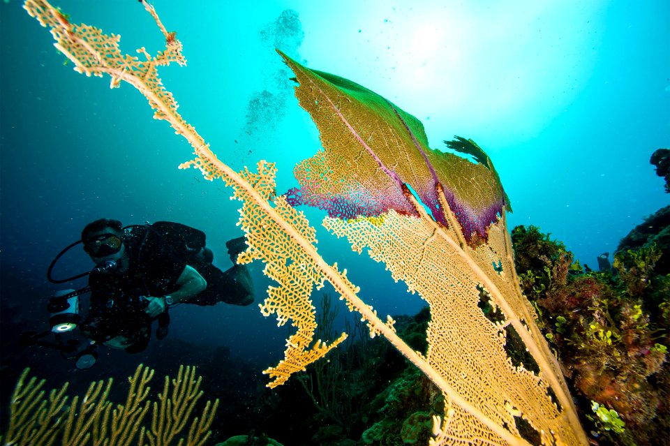 Underwater Photo Team 140804-N-YD328-118