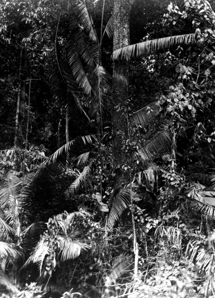 Ung rottingpalm som börjar skjuta i höjden. Kabupaten Bolaang Mongondow, Sulawesi, Menado - SMVK - 1987D