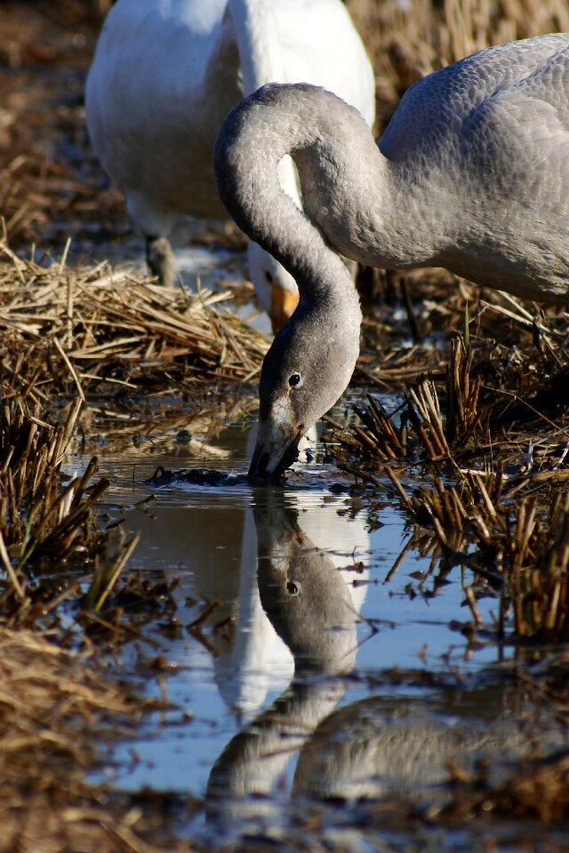 Reflection mirror bird