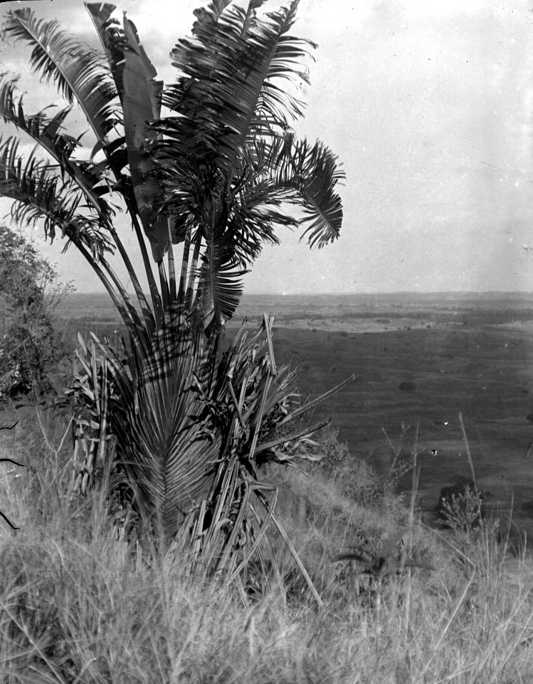 Ung Revenala. Mevarano. Madagaskar - SMVK - 021892