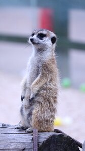 Nature mammals animal