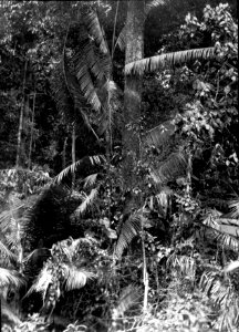 Ung rottingpalm. Datum, 1917. Ort, N.- Celebes. Sulawesi. Indonesien - SMVK - 022131