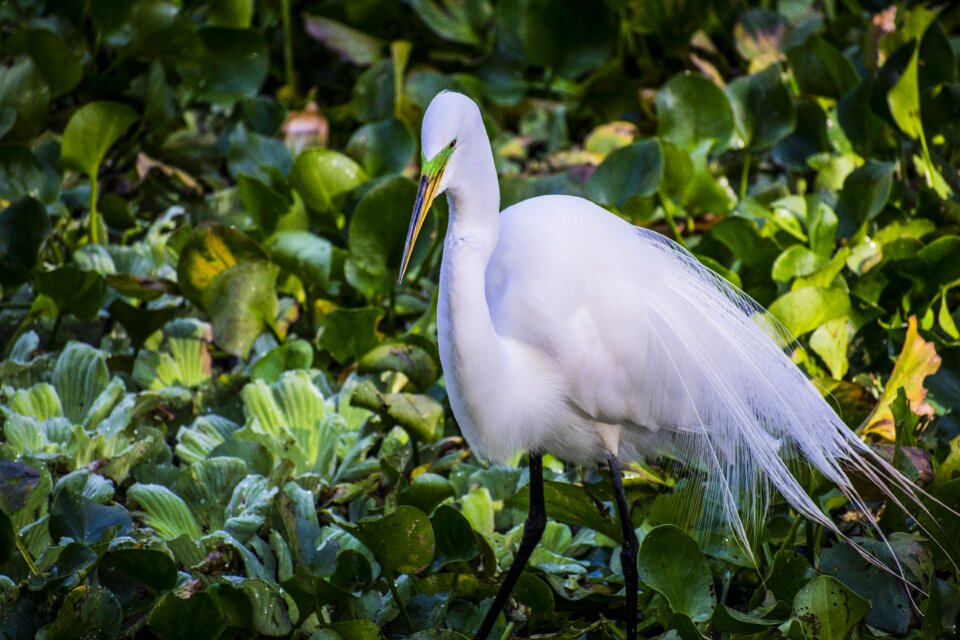 Egret white wildlife