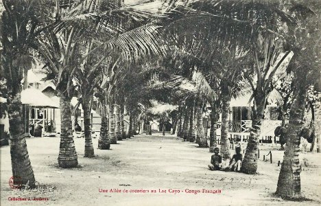 Une allée de cocotiers au lac Cayo-Congo Français