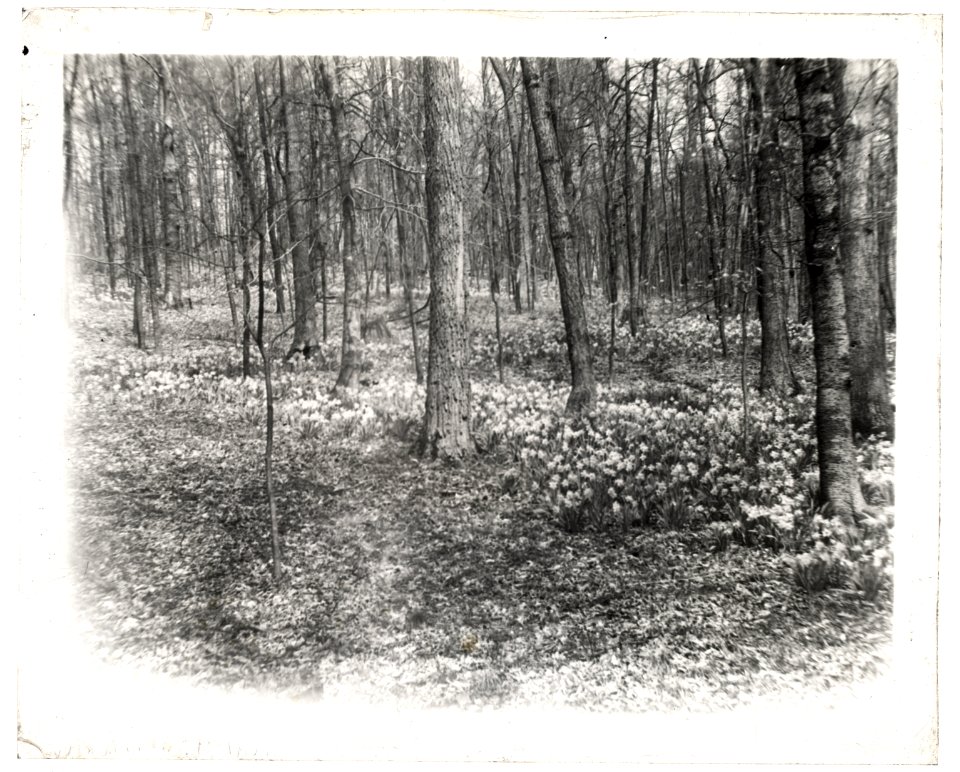 Unidentified garden or park, possibly Ronaele Manor, Fitz Eugene Dixon house, Elkins Park, Pennsylvania. Woodland daffodils LCCN2008676018