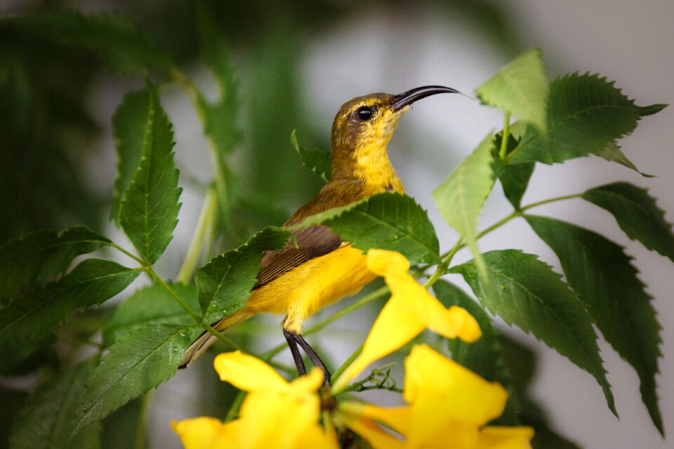Small branch olive-backed