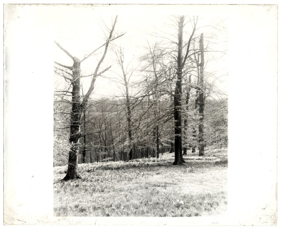 Unidentified garden or park, possibly Ronaele Manor, Fitz Eugene Dixon house, Elkins Park, Pennsylvania. Woodland daffodils LCCN2008676020