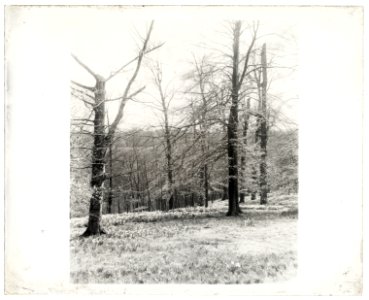 Unidentified garden or park, possibly Ronaele Manor, Fitz Eugene Dixon house, Elkins Park, Pennsylvania. Woodland daffodils LCCN2008676020