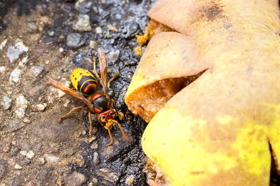 Vespa crabro hymenoptera wasp
