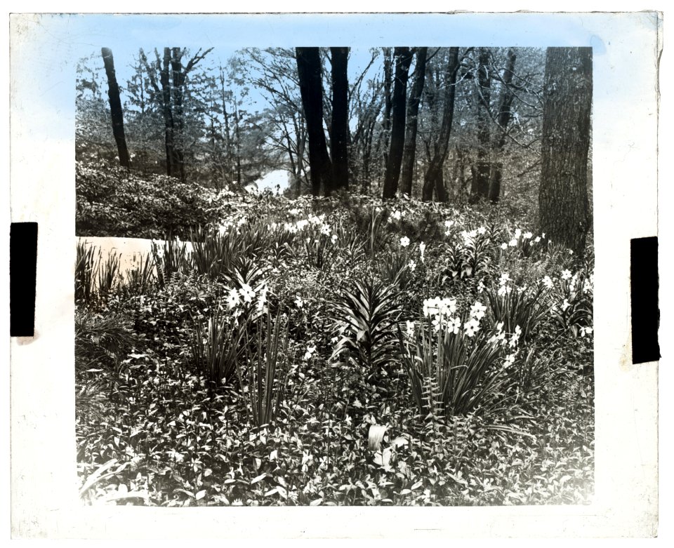 Unidentified house and garden. Flowers by driveway LCCN2008680099