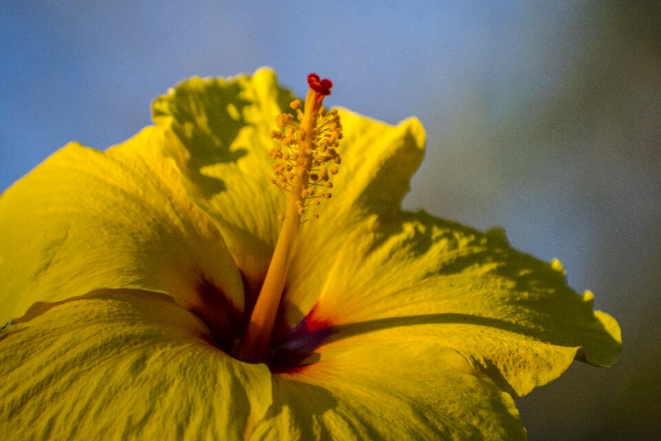 Flower floral nature