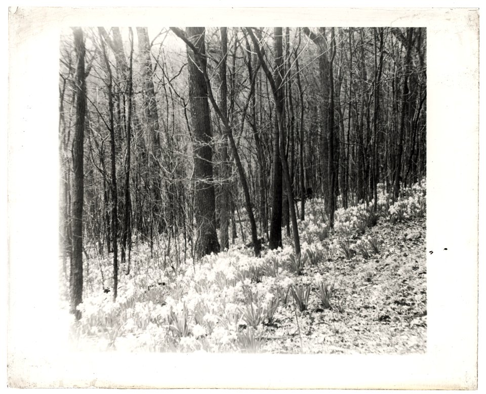 Unidentified garden or park, possibly Ronaele Manor, Fitz Eugene Dixon house, Elkins Park, Pennsylvania. Woodland daffodils LCCN2008676019