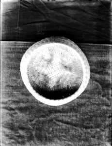 Unidentified Indian basket on display, ca.1900 (CHS-3967) photo