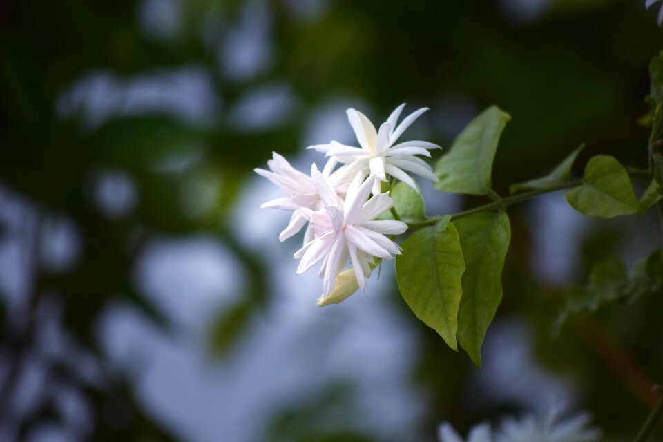 White flower nature