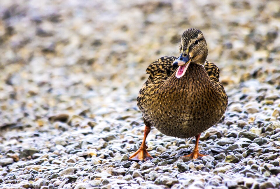 Little duck closeup wild duck