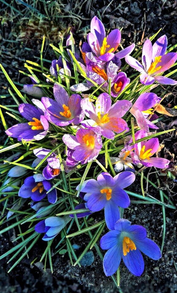 Pink purple flowers early bloomer first frühlingsboten