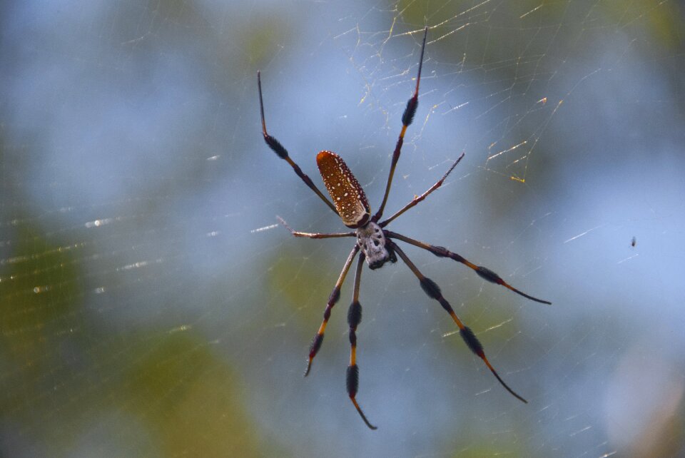 Bokeh banana arachnid