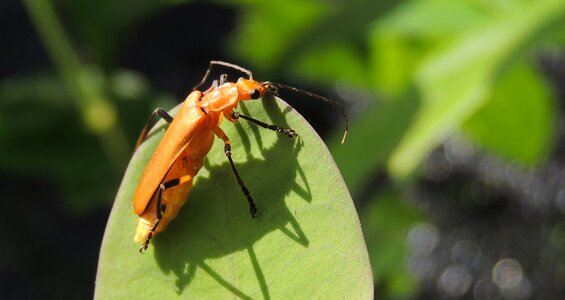 Insect nature armenia
