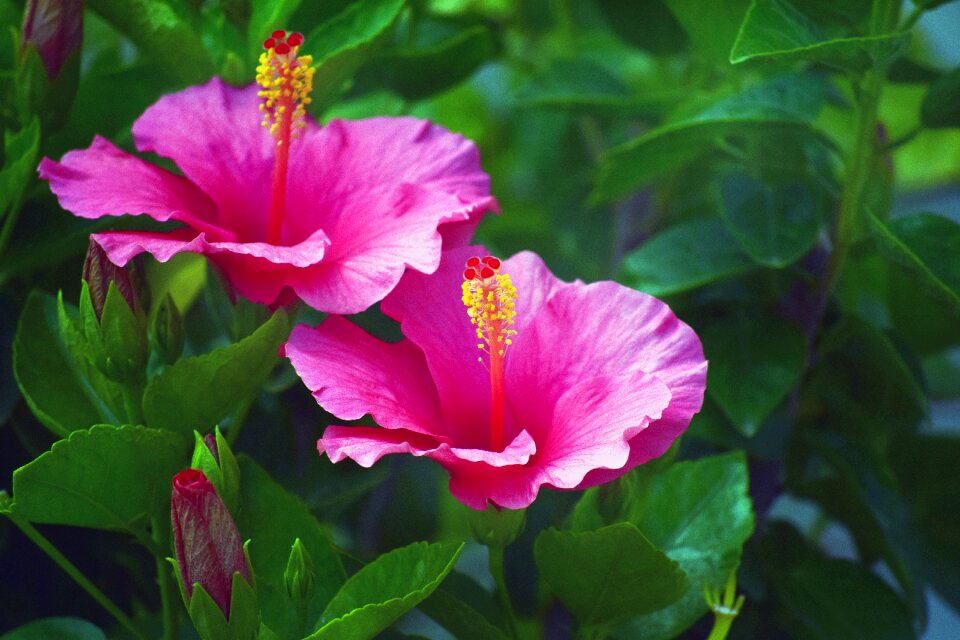 Flower petals nature