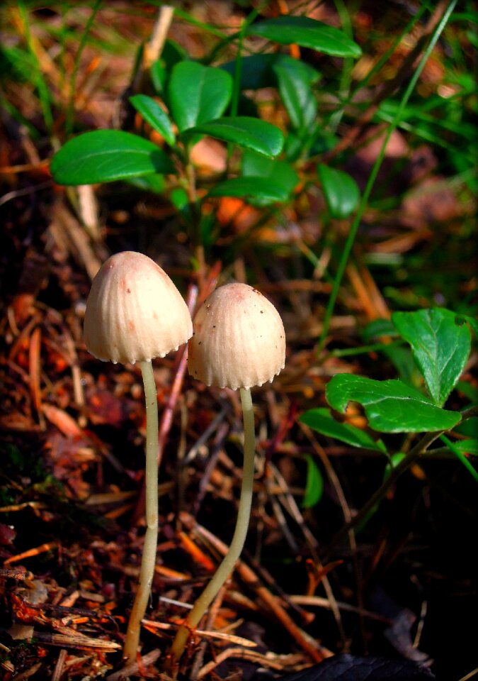 Nature forest autumn