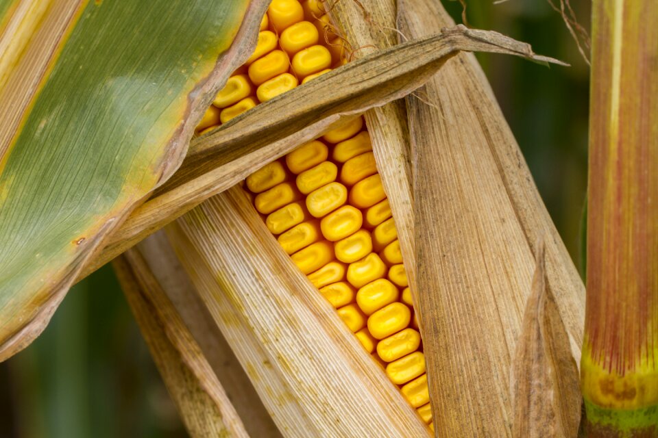 Autumn fodder maize corn kernels