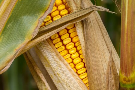 Autumn fodder maize corn kernels photo