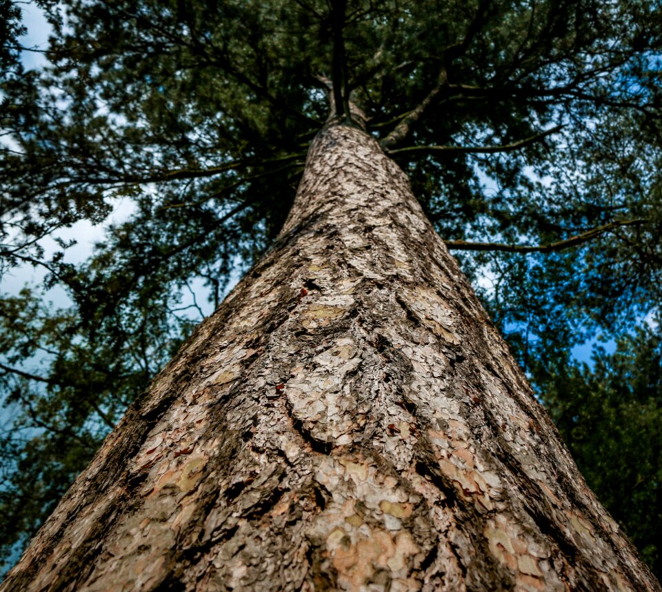 Bark trunk tallest
