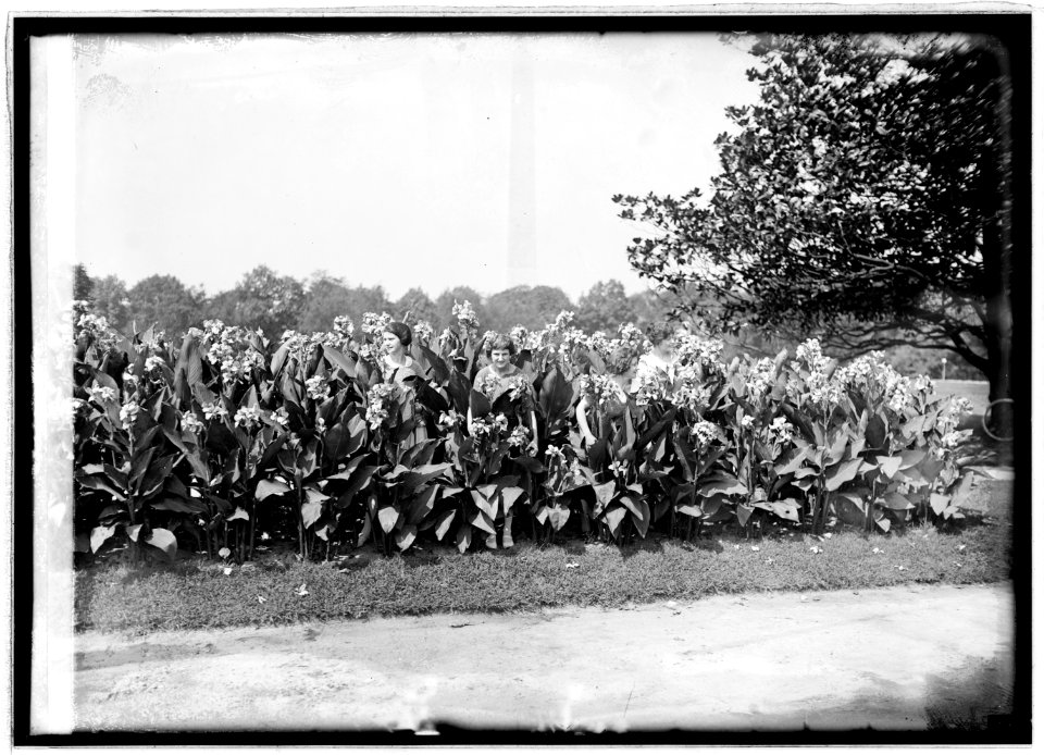 Unidentified women amongst flowers, Washington monument in background), 8-30-22 LCCN2016846656