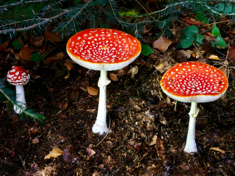 Fly agaric autumn toxic