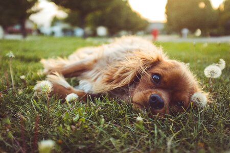 Animal playground grass