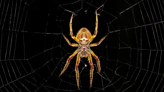 Colombia cobweb spiderweb photo