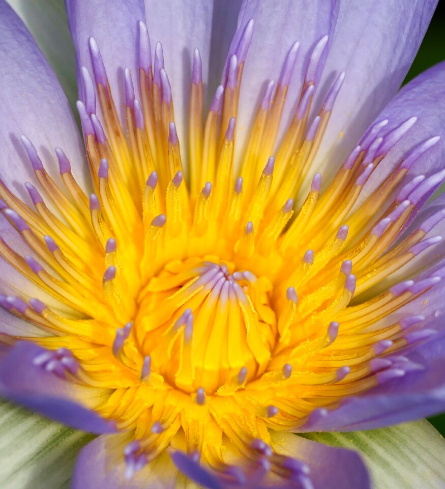 Lotus purple plant