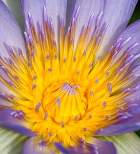 Lotus purple plant photo
