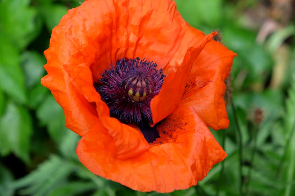 Red poppy blossom bloom photo