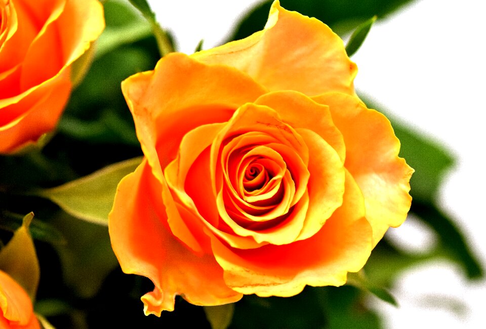 Bloom nature rose blooms