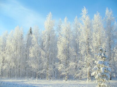 Winter road pine trees photo