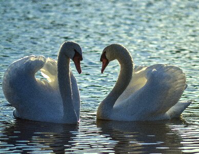 Lake lakes swan photo