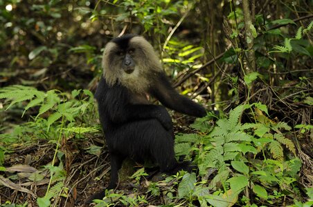Valparai tamilnadu rare animals